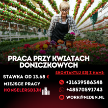 Kwiaty doniczkowe. Praca na hali. Honselersdijk