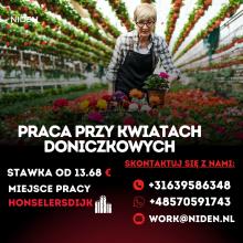 PRACA PRZY KWIATACH DONICZKOWYCH