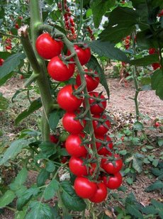 Zofia Ungechaeer (productie_van_tomaten), De Maarn/Utrecht, Radom