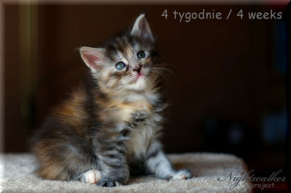 Kocięta Maine Coon - Chanel