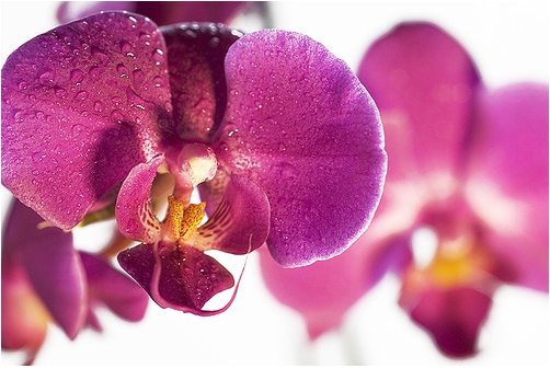 orchidea