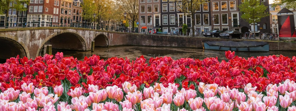 Tulp Festival – Festiwal Tulipanów w Amsterdamie