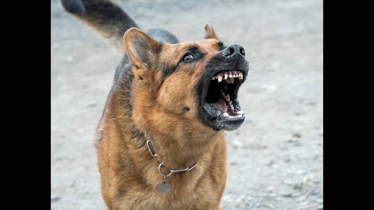 Atak pitbulla i pomoc policji *DRASTYCZNE*